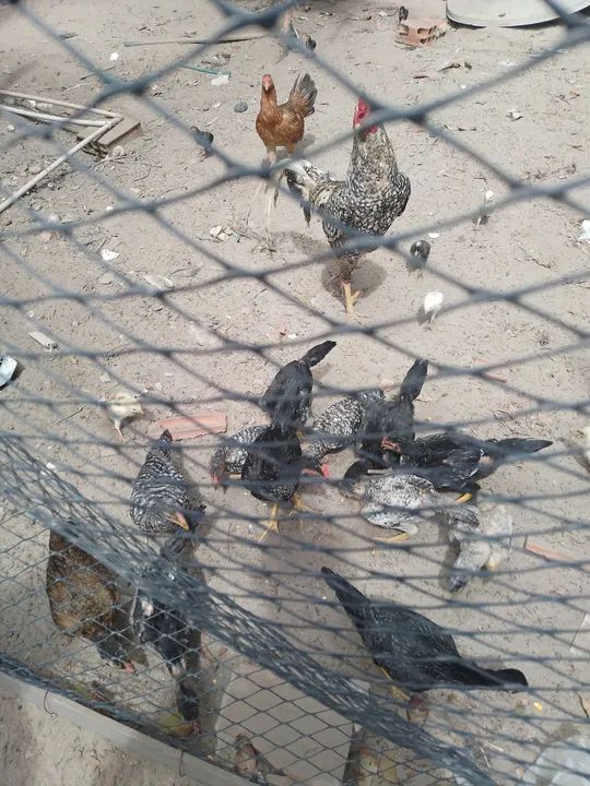 Frangos carijo casal 80 reais  - Foto 3