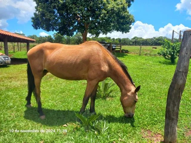 Vendo Egua meio sangue quarto de milha - Foto 4