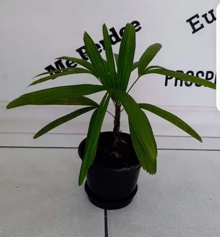 Linda Muda De Palmeira Ráfia - Ideal P/ Ambientes Internos