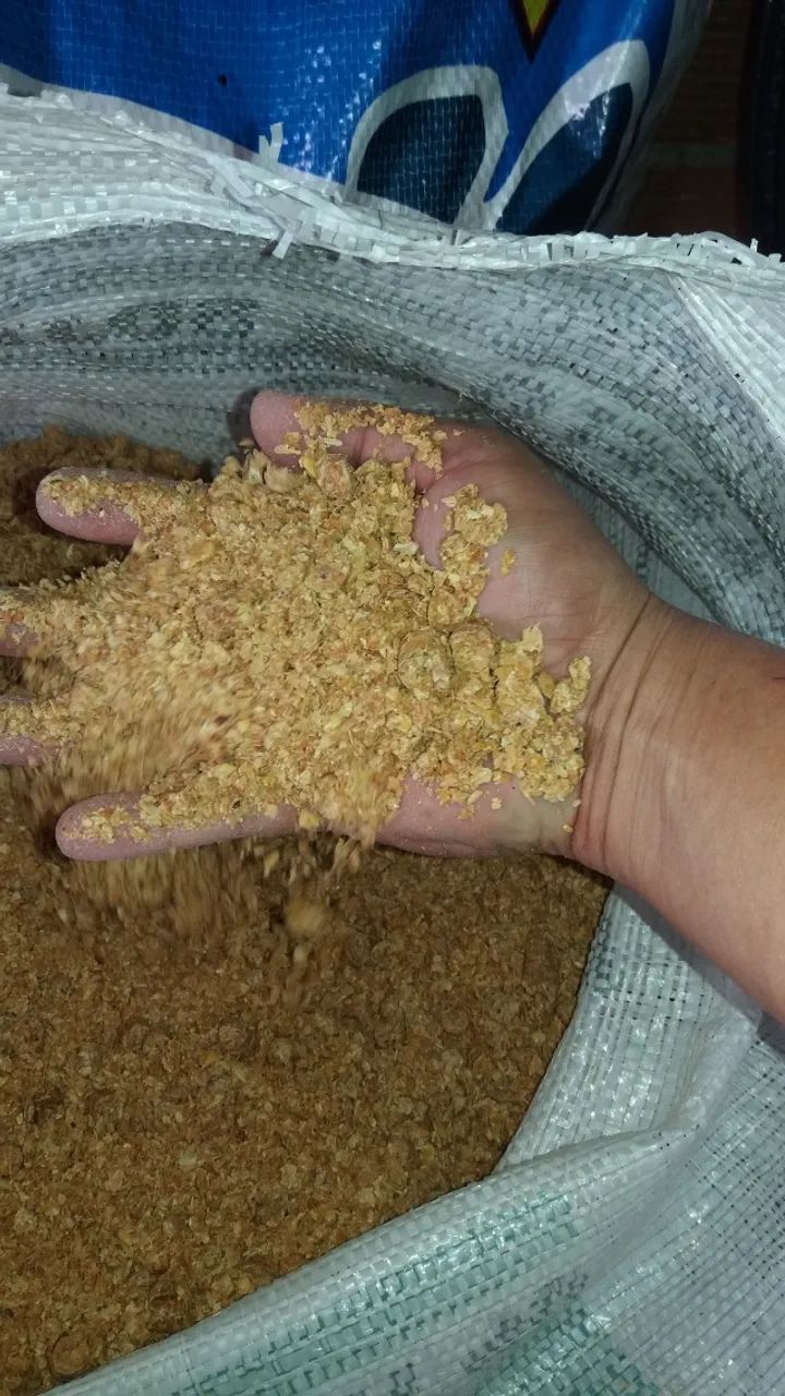 Venda de Milho direto do Produtor sem Atravessadores e Disponivel p Entrega em todo Brasil - Foto 3