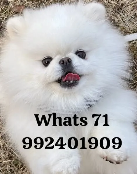 Lulus da Pomerania Premium inquestionáveis