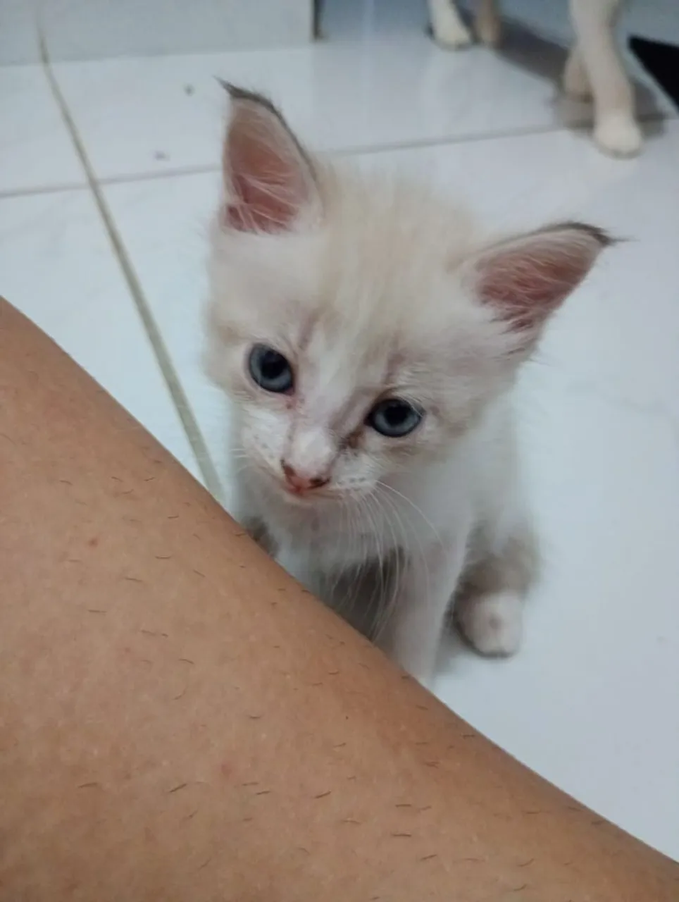 Gata filhote pata adoção