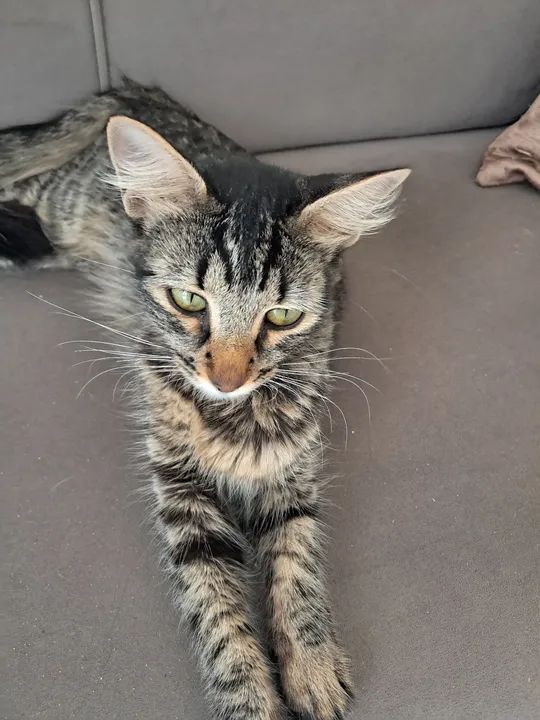 Doa-se gata - Foto 3