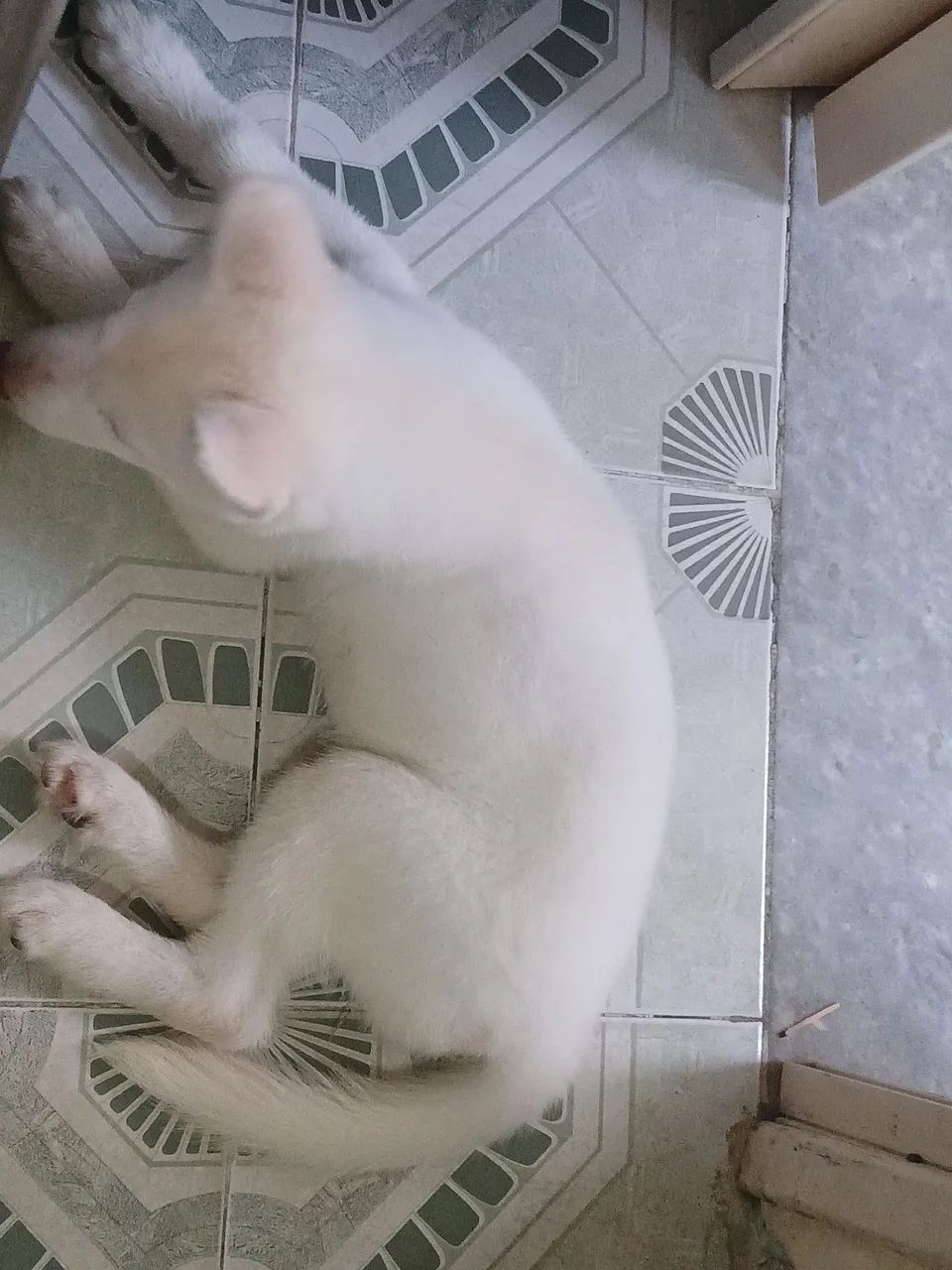 Filhote Husky Siberiano - Foto 5