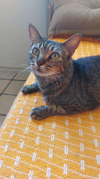 Gatinha castrada para adoção  - Foto 3