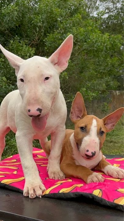 Bull Terriers Disponíveis - Saúde, Qualidade e Muita Personalidade! - Foto 2