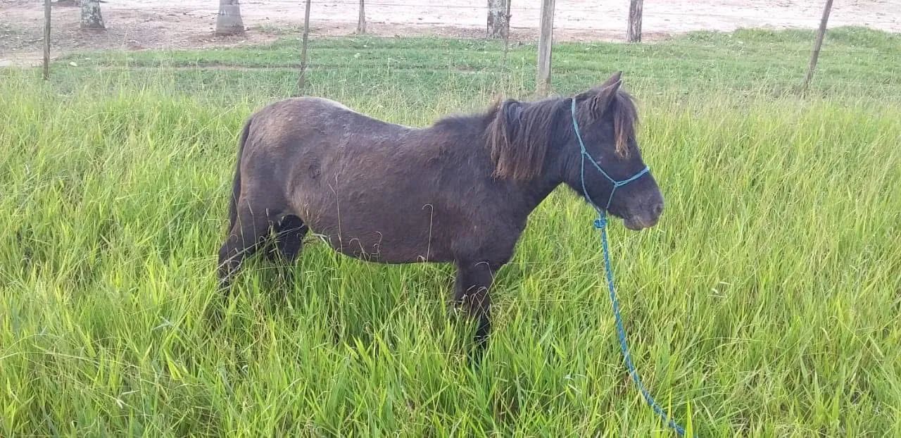 Mini pônei fêmea 