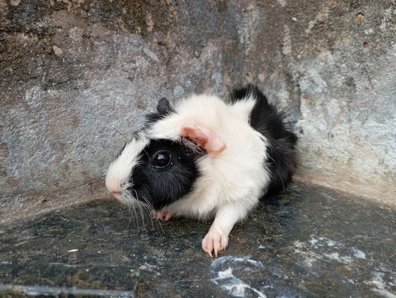 Porquinho da índia. - Foto 3