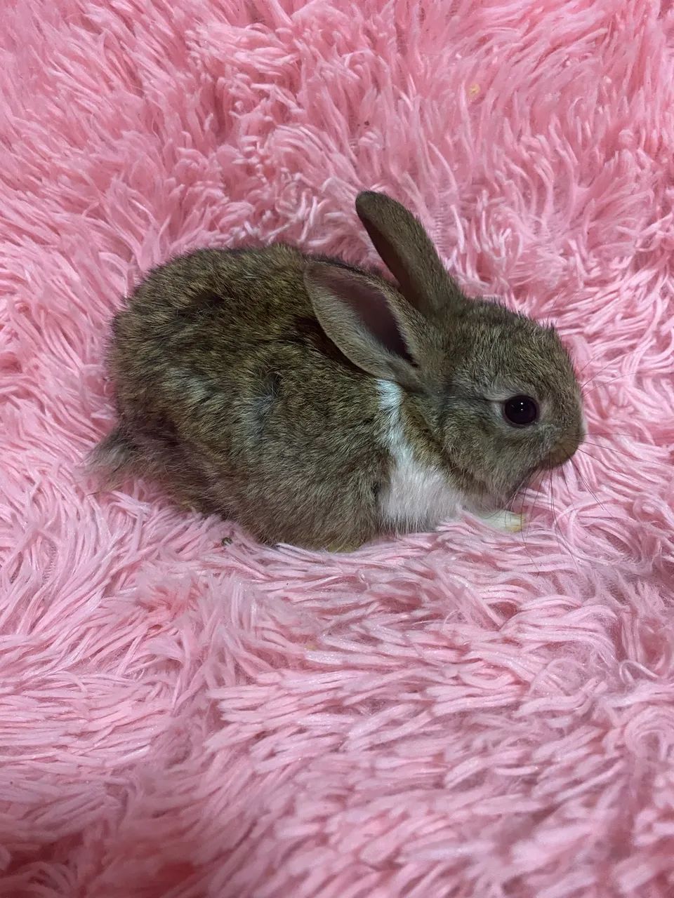 Filhotes de coelhinhos  - Foto 4