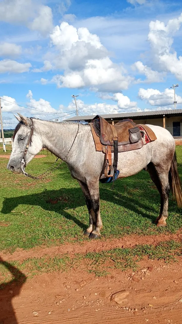 Vende-se Cavalo Meio Sangue QM