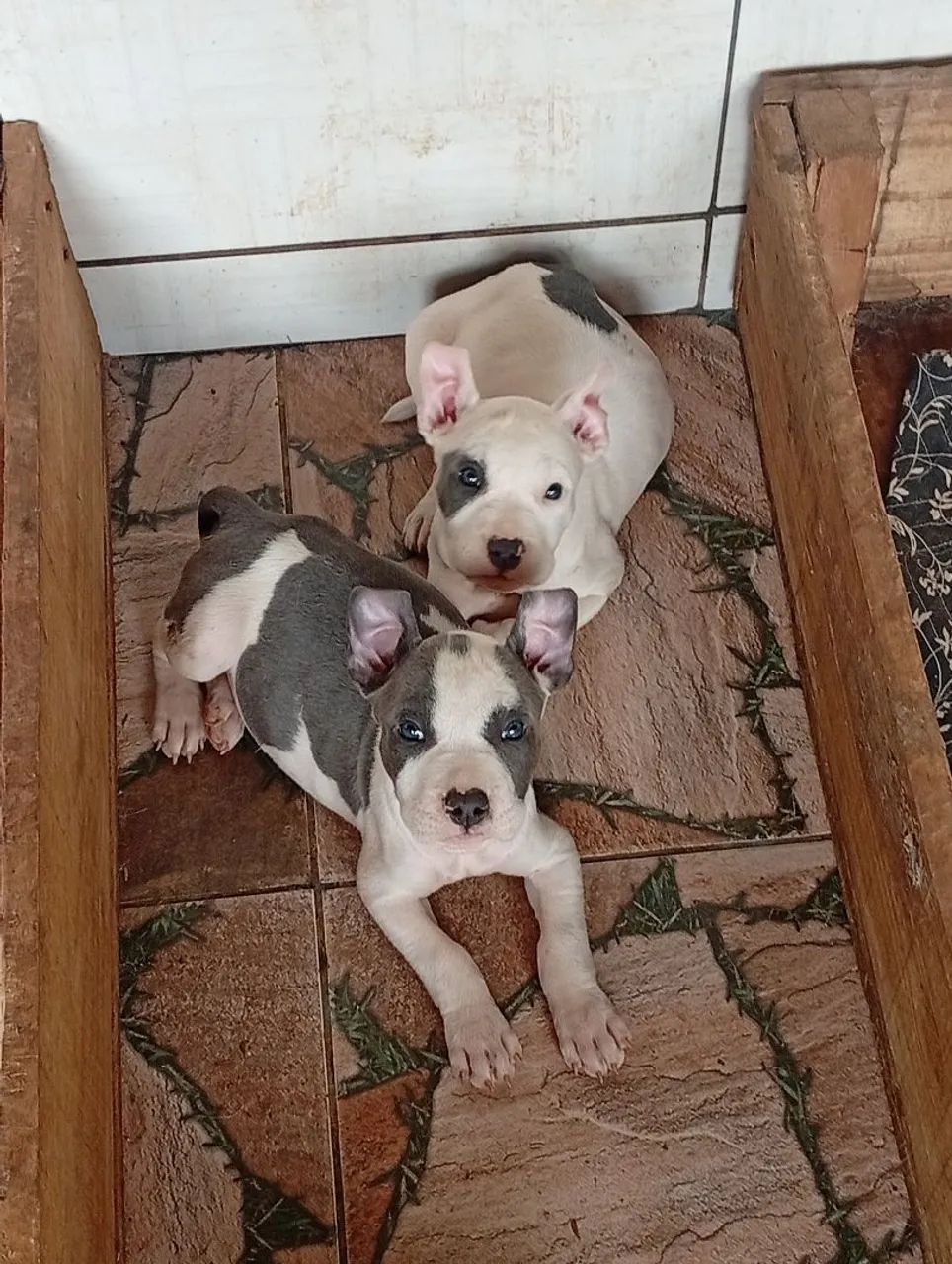 Casal de American Bully micro disponível leia o anúncio - Foto 2