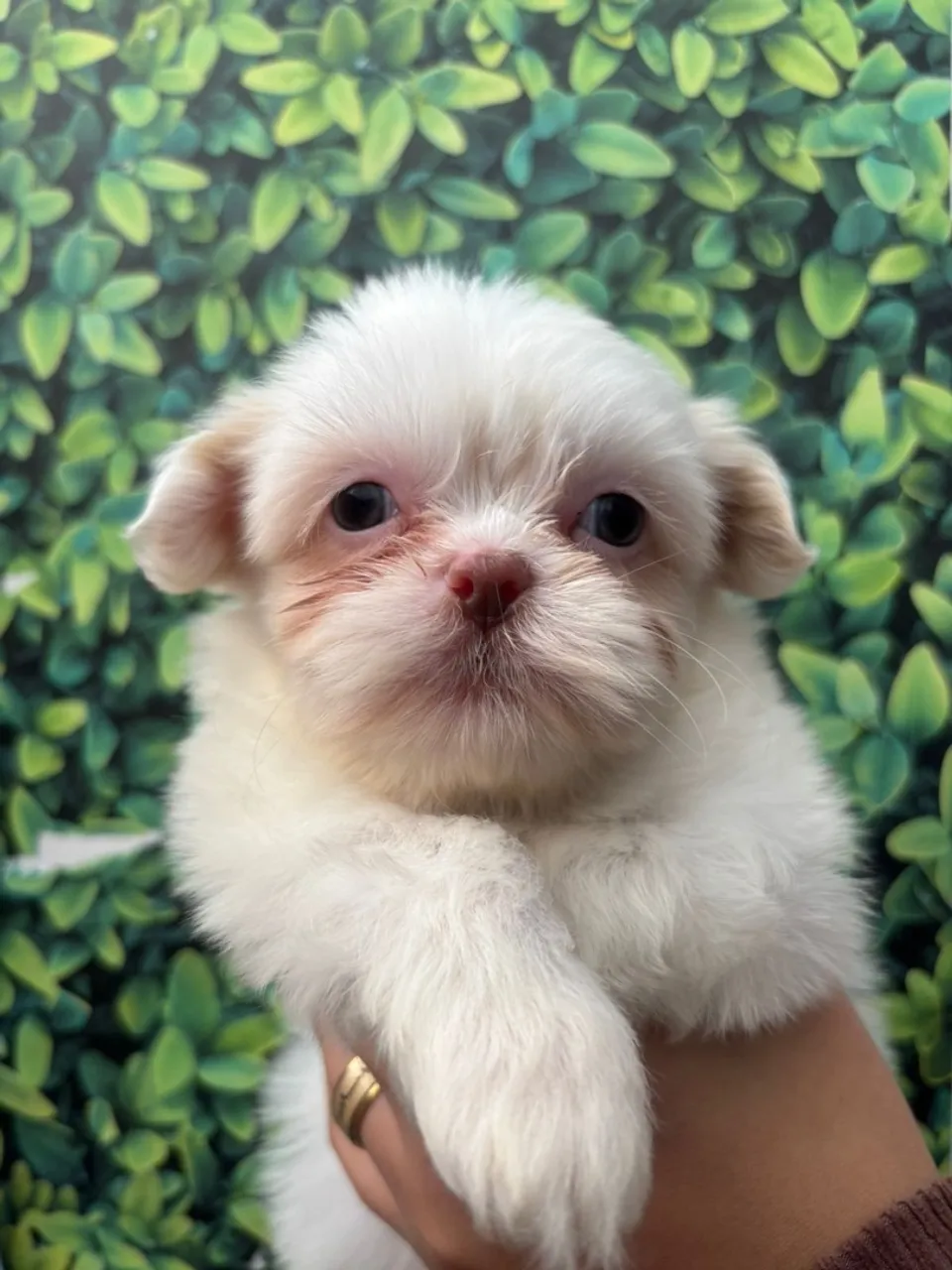 Filhote Shih Tzu Branco