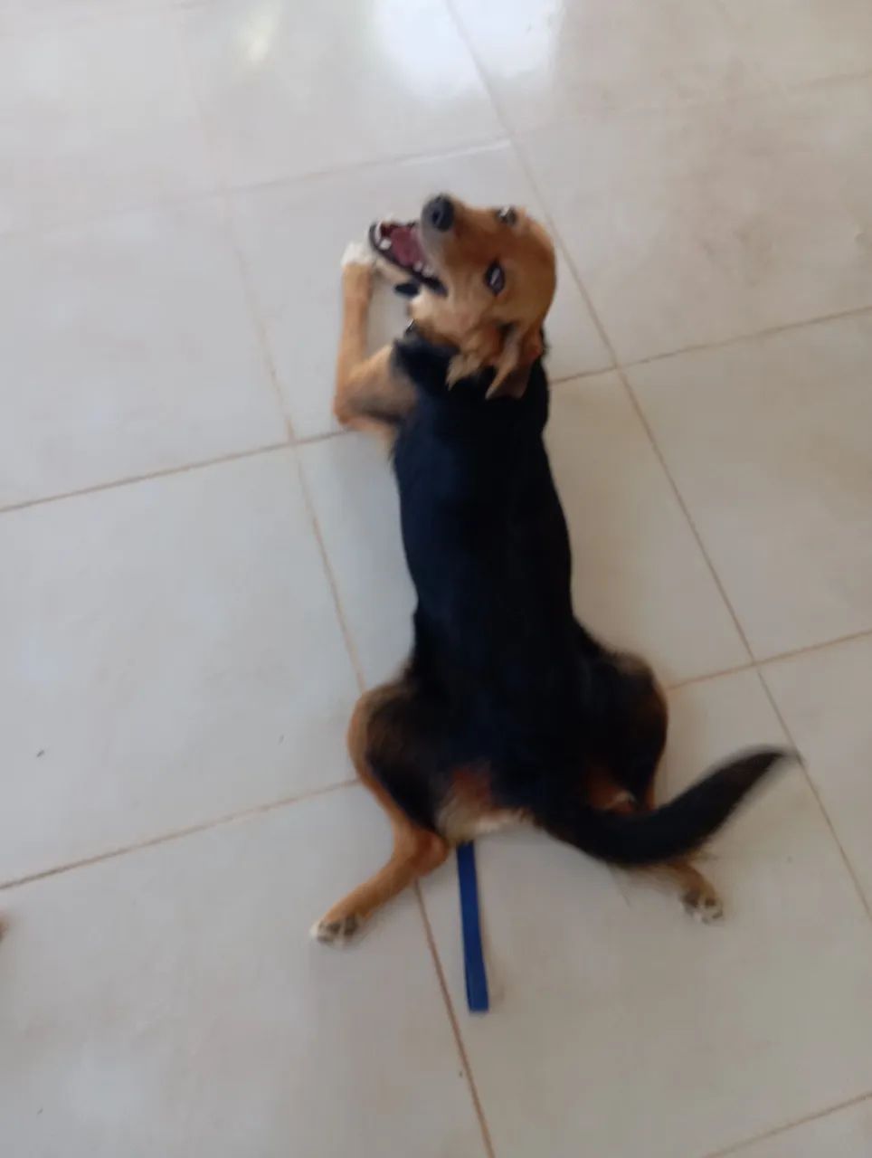 Cão fêmea - Foto 3