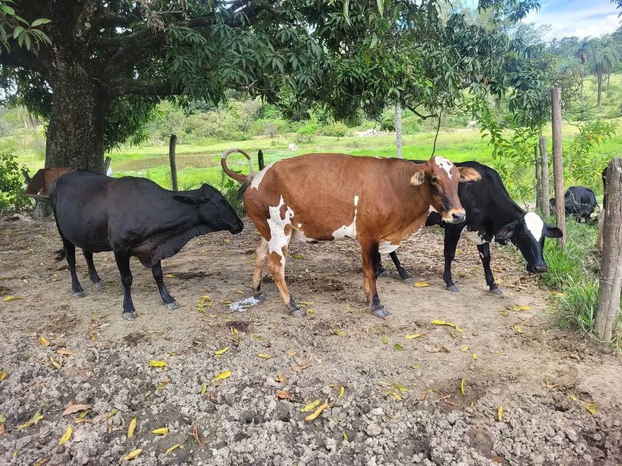 Vacas e novilhas  - Foto 5