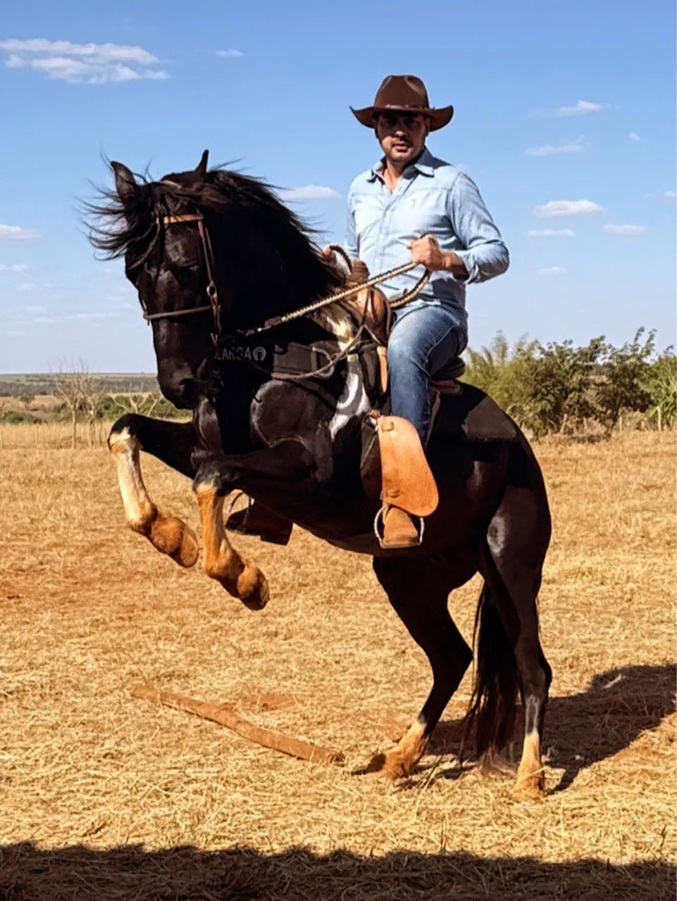 Cobertura de cavalo mangalarga  - Foto 2