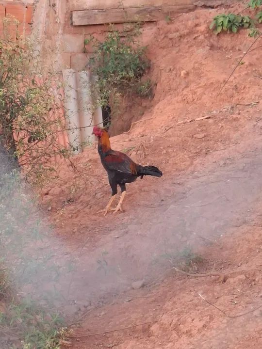 Frango indio  - Foto 2