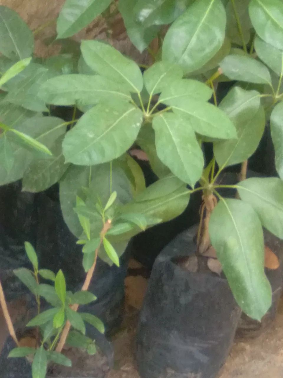 Muda de árvore polvo  - Foto 3