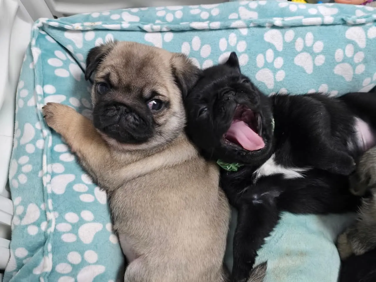 Pugs