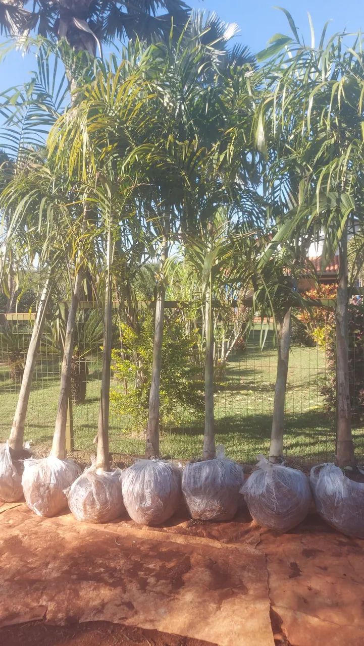 Palmeira  carpentaria e jabuticaba  produzindo  - Foto 4