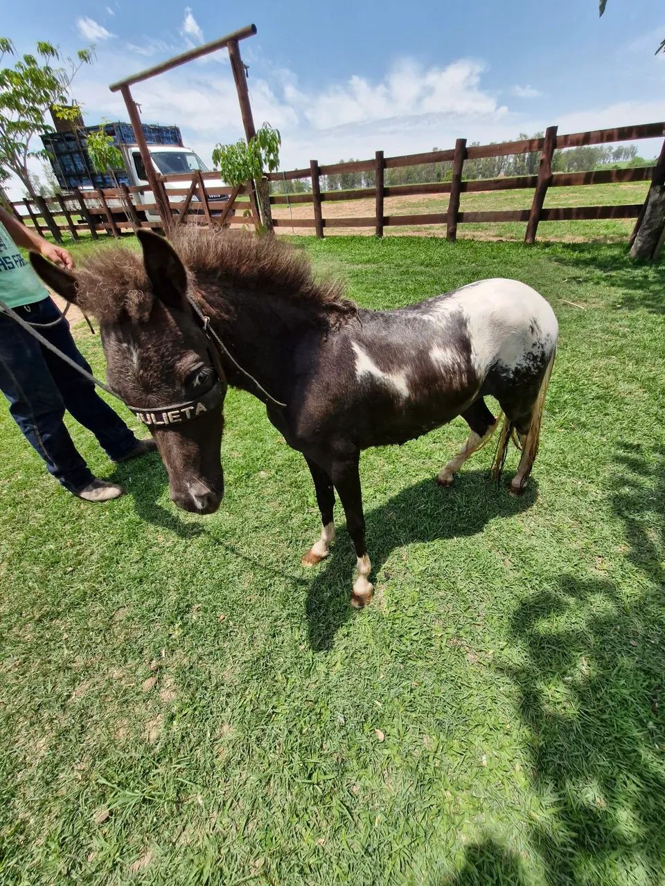 Mini ponei 85 cm - Foto 4