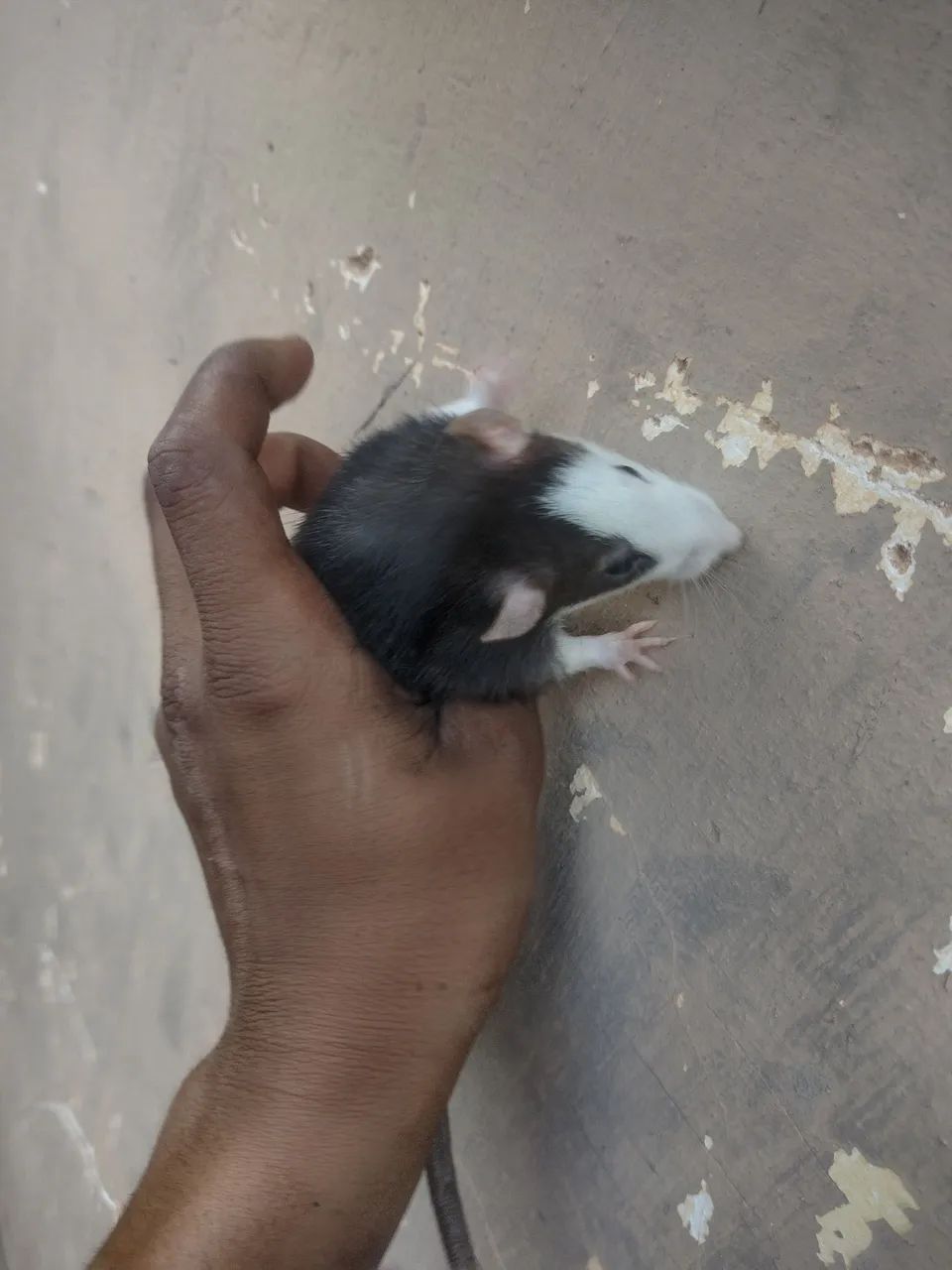 Rato Twister / Mercol machos e fêmeas  - Foto 3