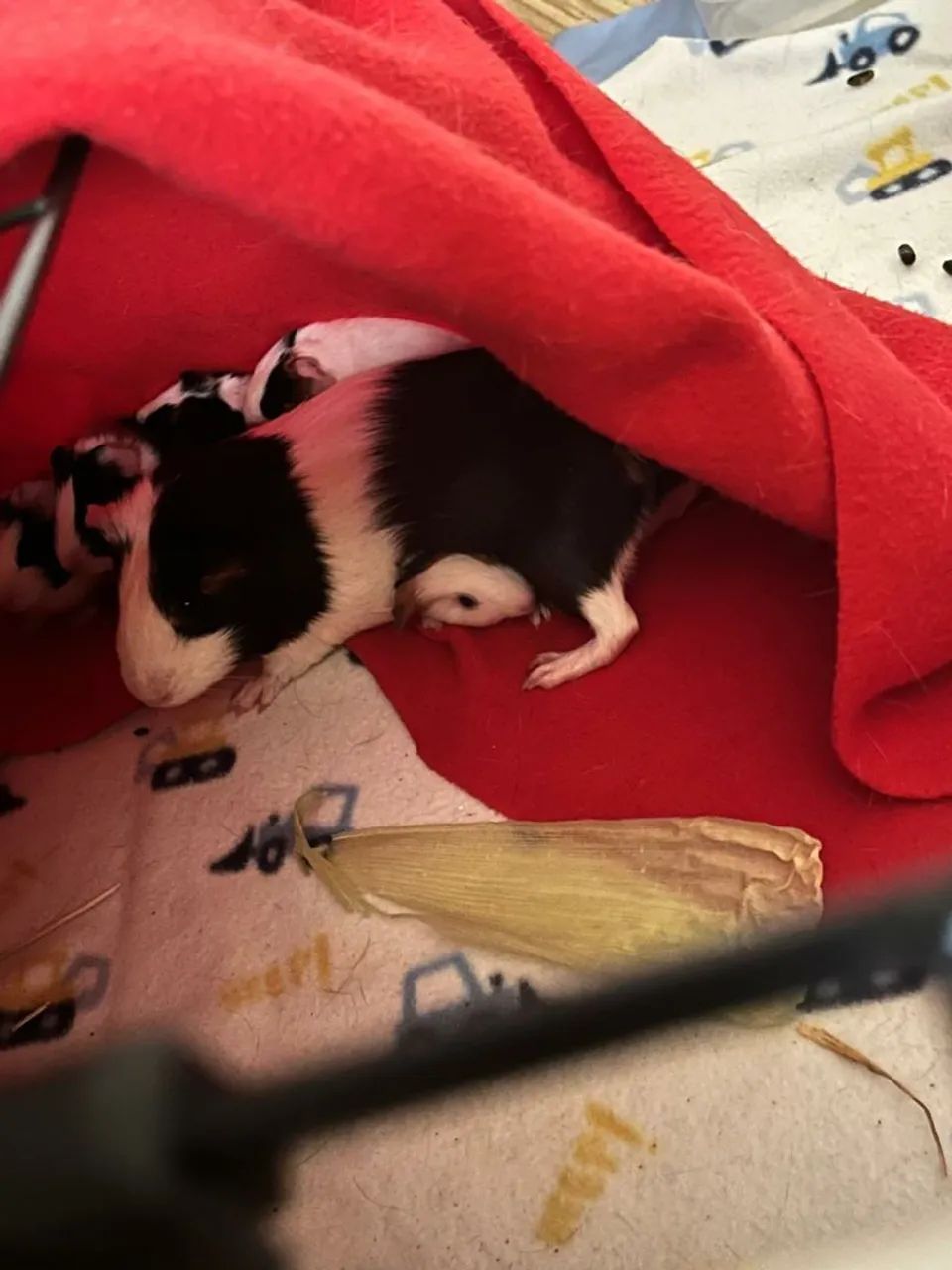 Doa-se Porquinhos da Índia  - Foto 3