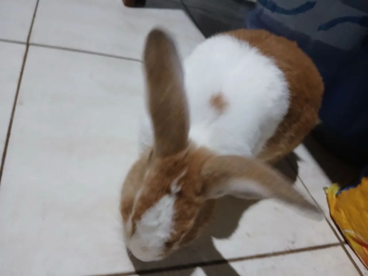 Estou vendendo este coelho Pet totalmente domesticado. 