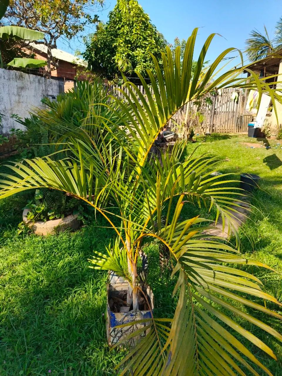 Decore com vida e elegância! - Foto 3