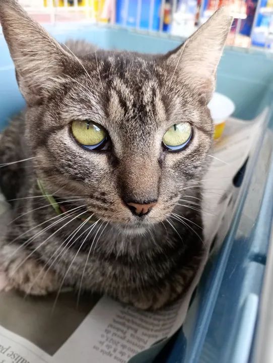 Gata CASTRADA, VACINADA e NEGATIVO para FIV e FELV para adoção responsável  - Foto 4