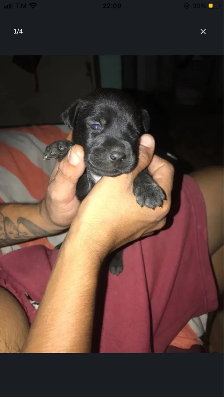 Filhote de Pitbull Preto para adoção