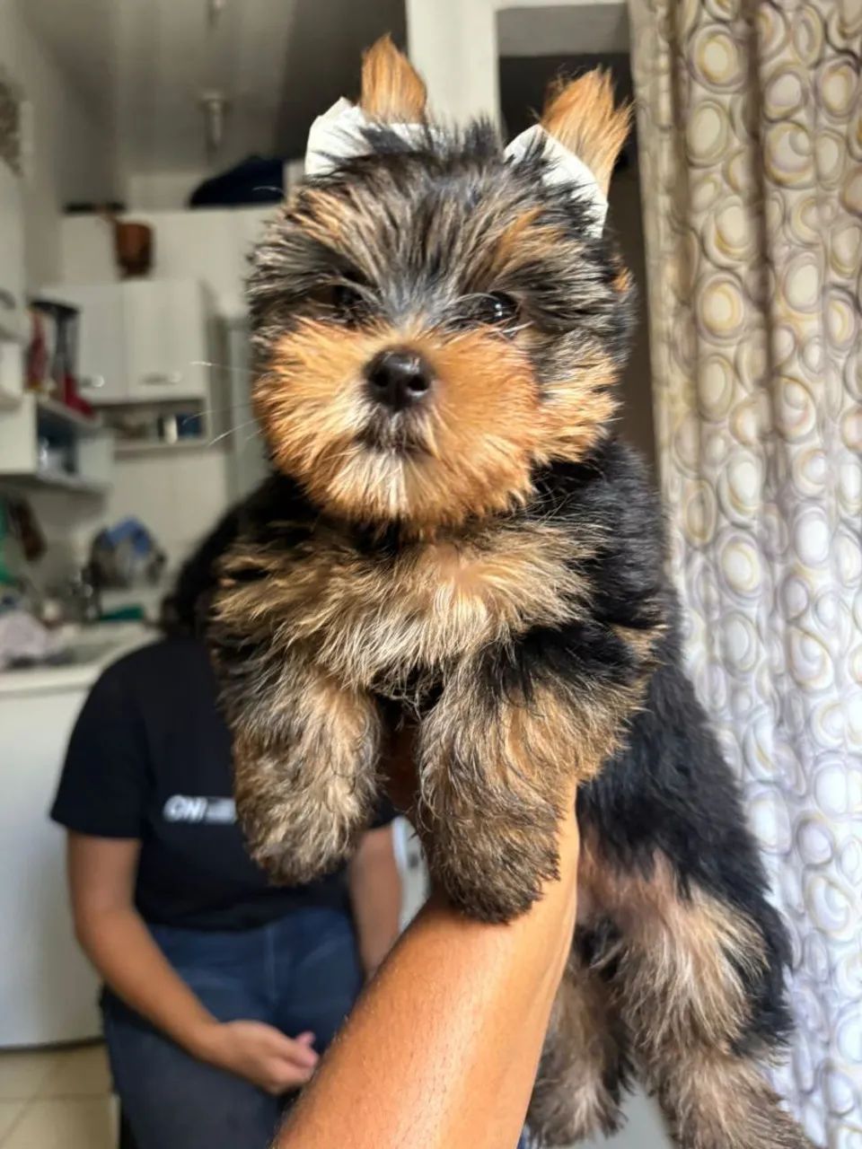 Yorkshire Terrier filhote - Foto 2