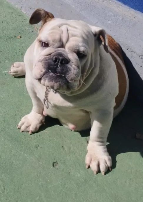 Filhote de Bulldog Inglês. - Foto 5