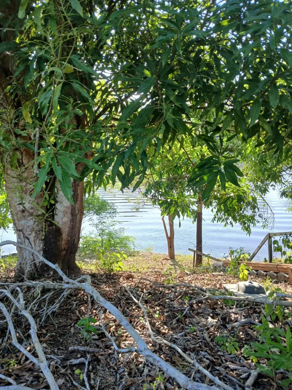 Vende-se um lindo sítio no lago do mamuri careiro castanho 50.000