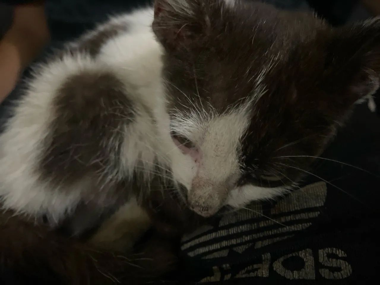 Gato abandonado  - Foto 3