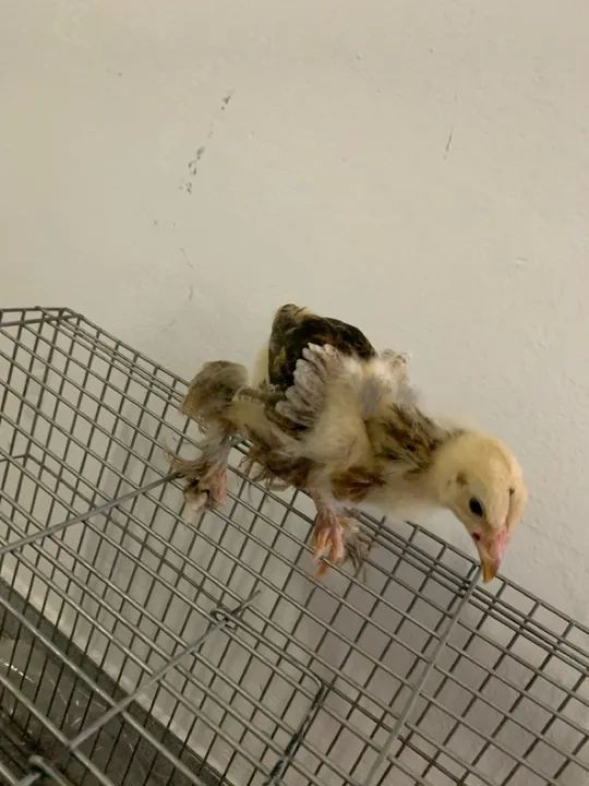 Franguinhos  - Foto 6