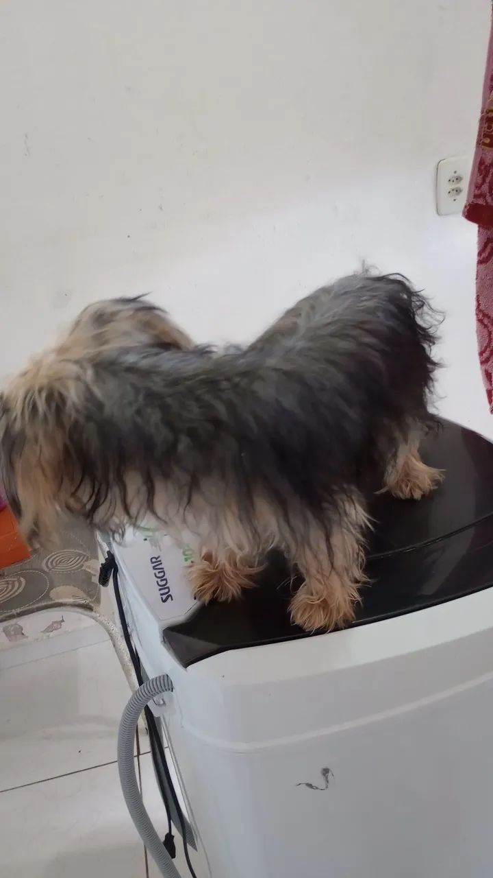 Yorkshire Terrier - Filhote 6 meses - Foto 2