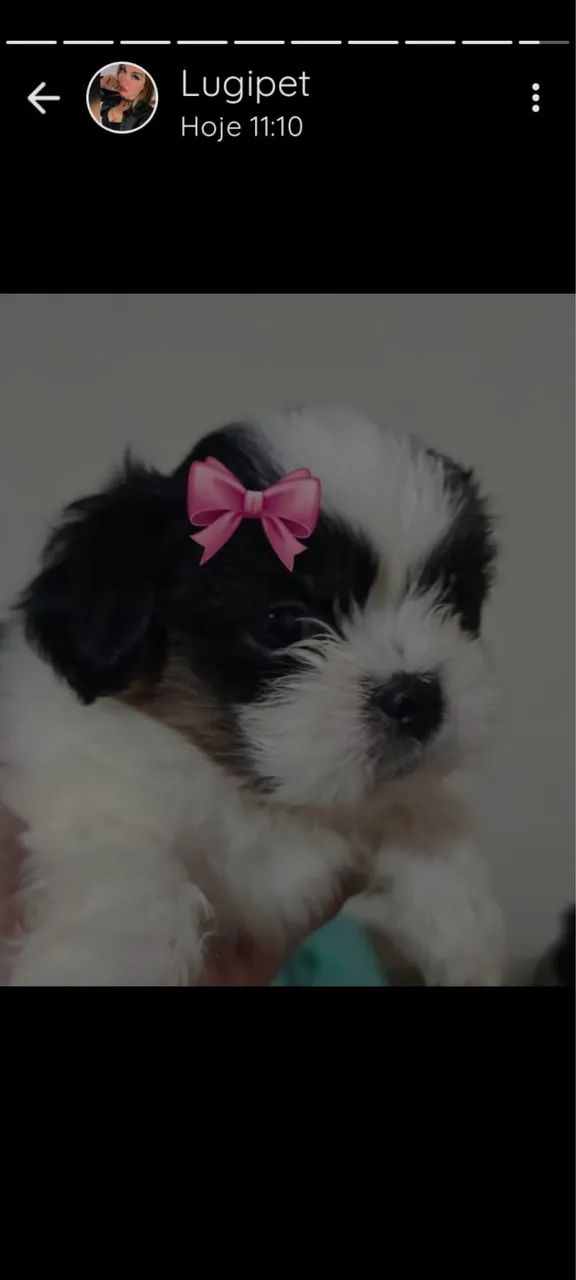 shih-tzu femea marrom e branca com 52 dias vacinado