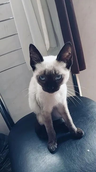Gatinho Siamês disponível para adoção
