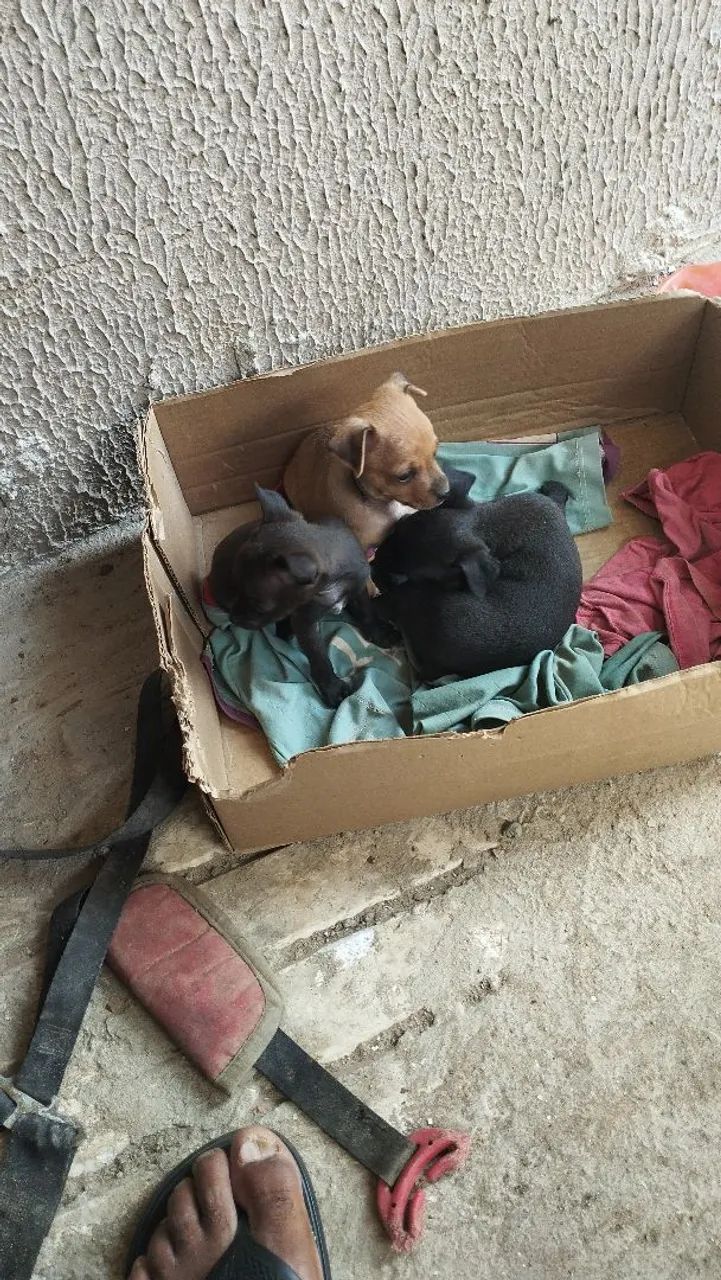 Pinscher zero c/1 - Foto 3