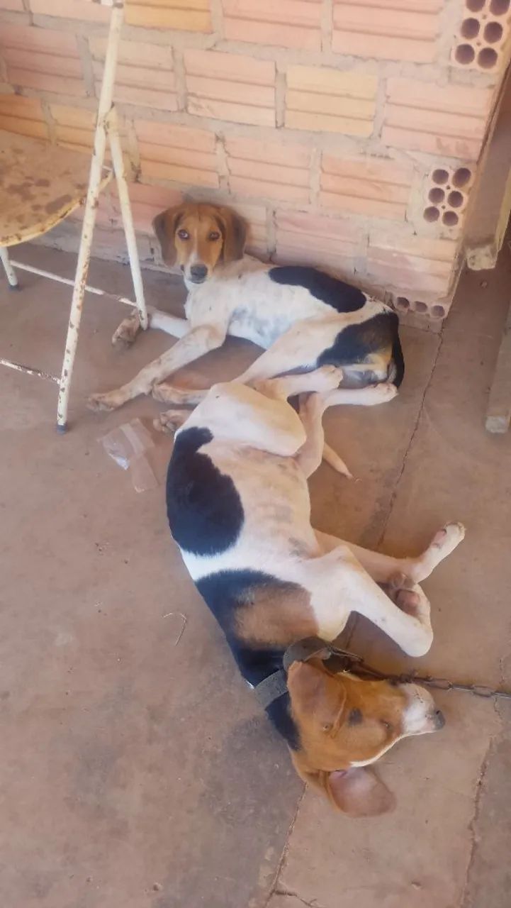 Cães Adoráveis para venda 