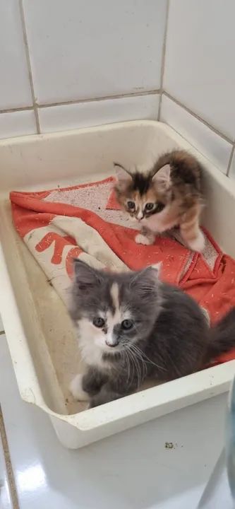 Vendo Lindos Filhotes de Maine Coon - Foto 5