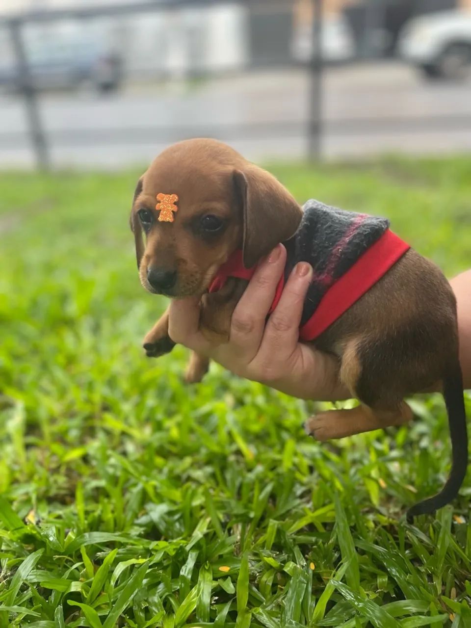 Filhote de Terkel basset salsicha - Foto 4