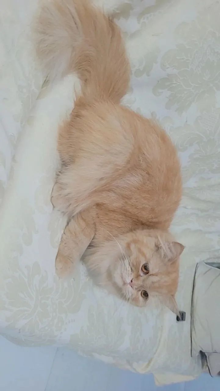 Gatinha persa - Foto 2