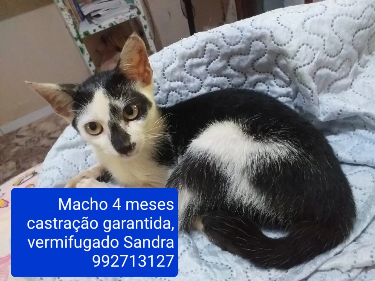 Gatinho macho 4 meses castrado