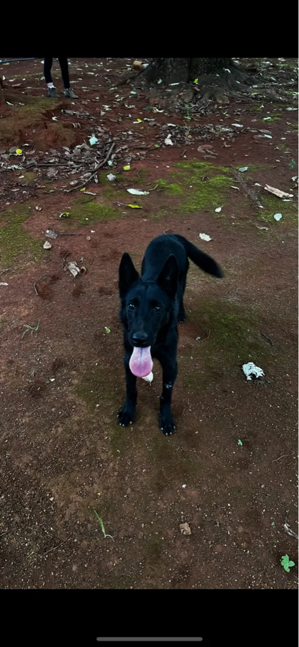 Pastor Malinois