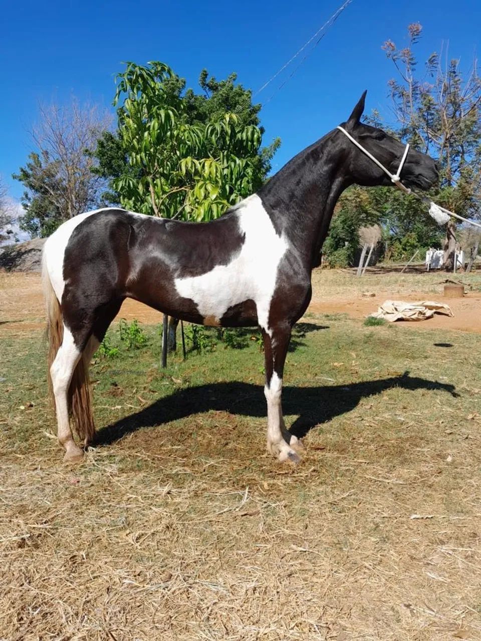 Cavalo Pampa de preto
