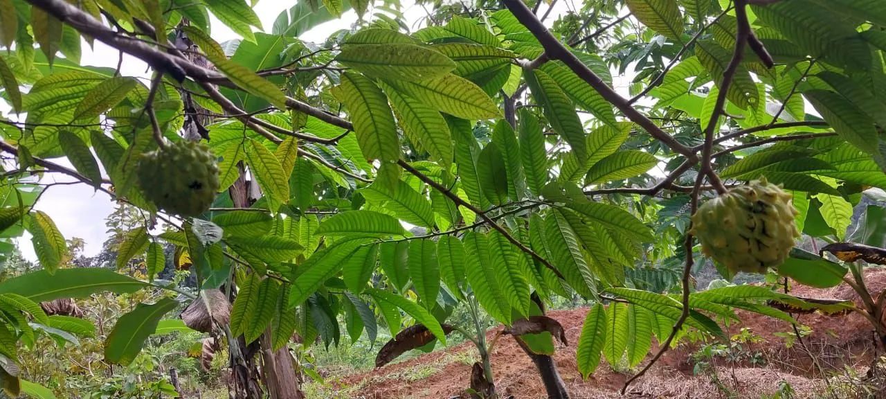 Lindo Sítio a venda - Foto 2