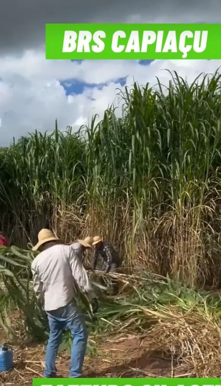 AINDA DA TEMPO DE PEGAR AS CHUVAS CAPIAÇU PLANTE AGORA MESMO