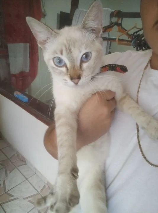 Gatinho Siamês disponível para adoção