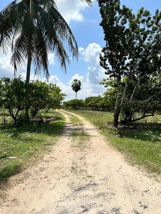 FAZENDA PRODUTIVA EM GUANACÉS  R$1.200.000,00